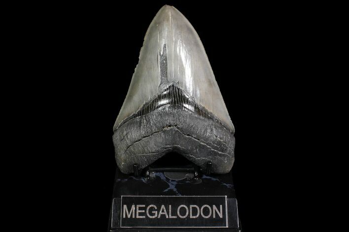 Serrated, Fossil Megalodon Tooth - Glossy Enamel #92901